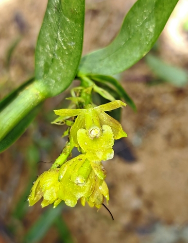 Epidendrum cochabambanum Dodson & R.Vásquez