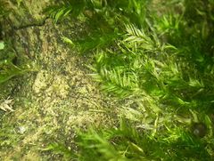 Brachytheciastrum velutinum
