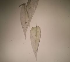 Brachytheciastrum velutinum