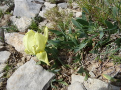 Iris lutescens