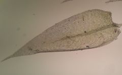 Brachytheciastrum velutinum