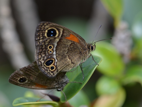 Calisto obscura Michener, 1943