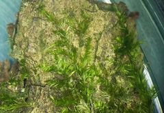 Brachytheciastrum velutinum