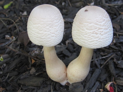 reddening lepiota