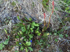 Rumex lapponicus