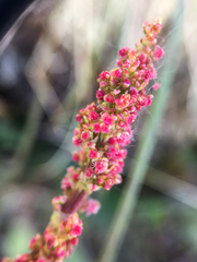 Rumex lapponicus