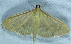 Patania silicalis