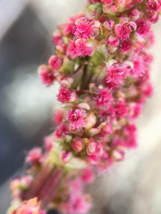 Rumex lapponicus