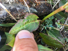 Rumex lapponicus