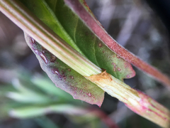 Rumex lapponicus