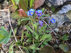 Myosotis asiatica
