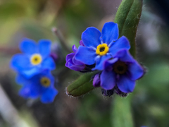 Myosotis asiatica