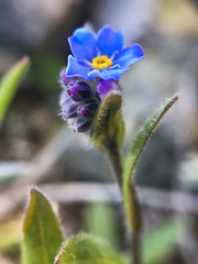 Myosotis asiatica