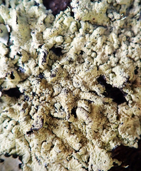 Flavoparmelia haysomii