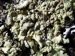 Flavoparmelia haysomii