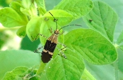 Hypselonotus lineatus