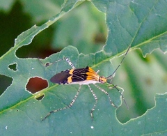 Hypselonotus lineatus