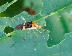 Hypselonotus lineatus