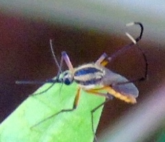 Psorophora longipalpus