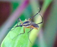 Psorophora longipalpus