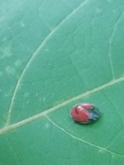 Epilachna nigrocincta