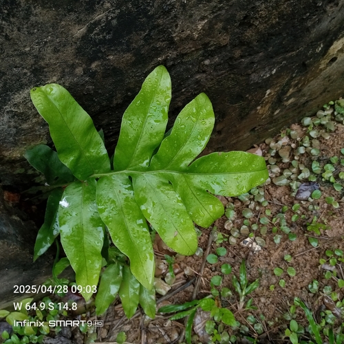 Foto de Samambaia-açu
