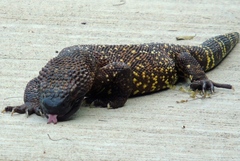 Heloderma horridum