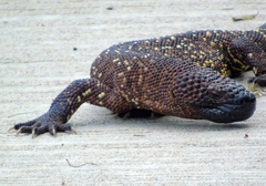 Heloderma horridum