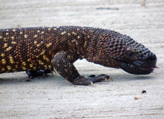 Heloderma horridum