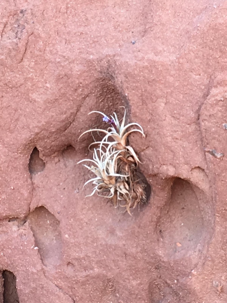 Tillandsia zecheri