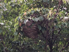 Dolichovespula maculata