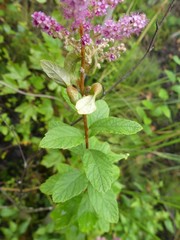 Dasineura salicifoliae