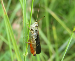 Stenobothrus rubicundulus