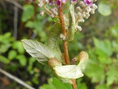 Dasineura salicifoliae