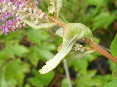 Dasineura salicifoliae