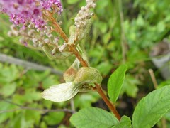 Dasineura salicifoliae