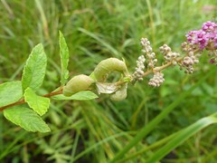 Dasineura salicifoliae