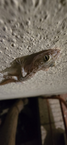 Keeled Rock Gecko