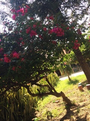Bougainvillea