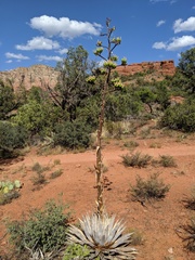 Agave parryi