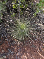 Yucca elata