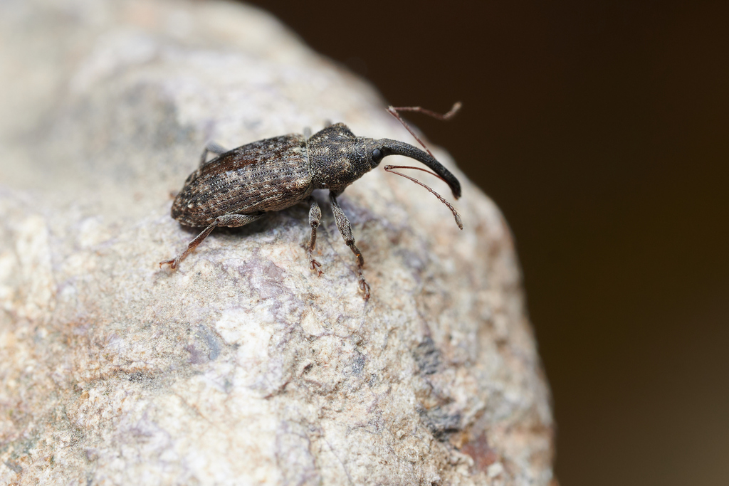 Willow Weevils from 中国天目山风景区 on April 18, 2025 at 03:49 PM by Li Jianbo ...