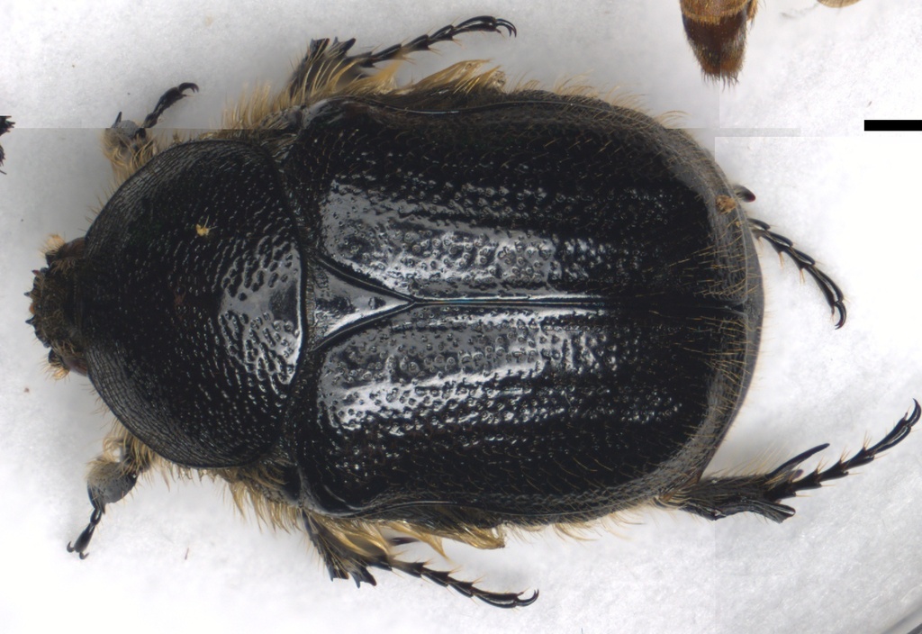 Euphoria bispinis