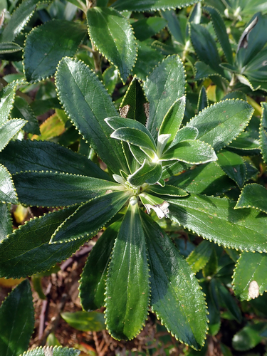 Macrolearia chathamica, photograph 6