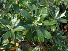 Macrolearia chathamica