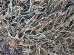 Cladonia amaurocraea