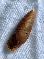 Cyclodontina inflata