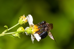 Xylocopa micans image