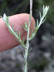 Helichrysum anomalum