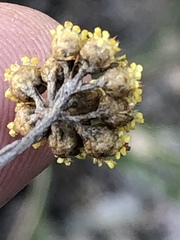 Helichrysum anomalum